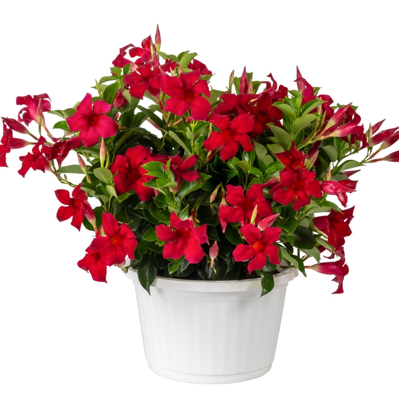 Picture of Sun Parasol® Original Crimson Mandevilla Plant