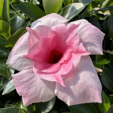 Picture of Sun Parasol® Original XP Double Pink Blush Mandevilla Plant