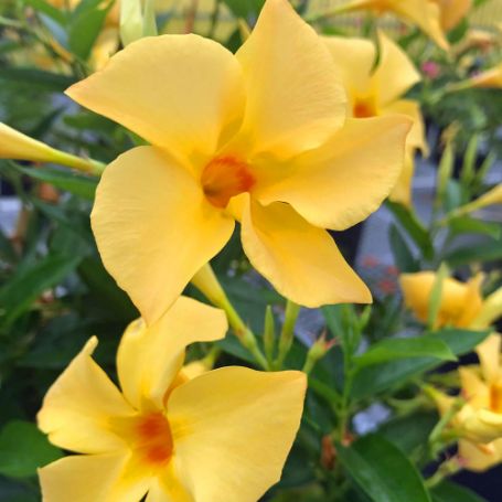 Picture of Sun Parasol® Original XP Sunbeam Mandevilla Plant