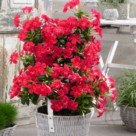 Picture of Sundenia® Coral Dipladenia Plant