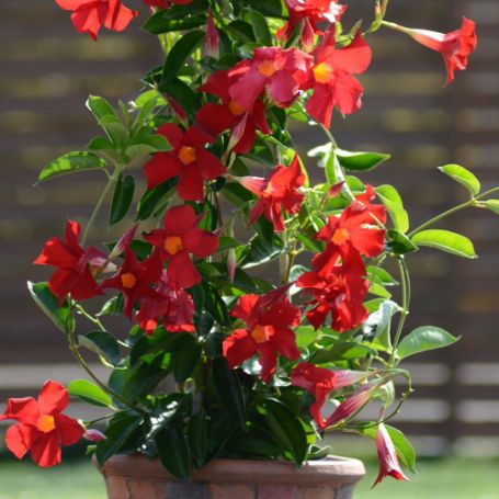 Picture of Sundenia® Crimson Dipladenia Plant