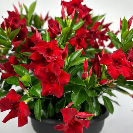 Picture of Sundenia® Red Improved Dipladenia Plant