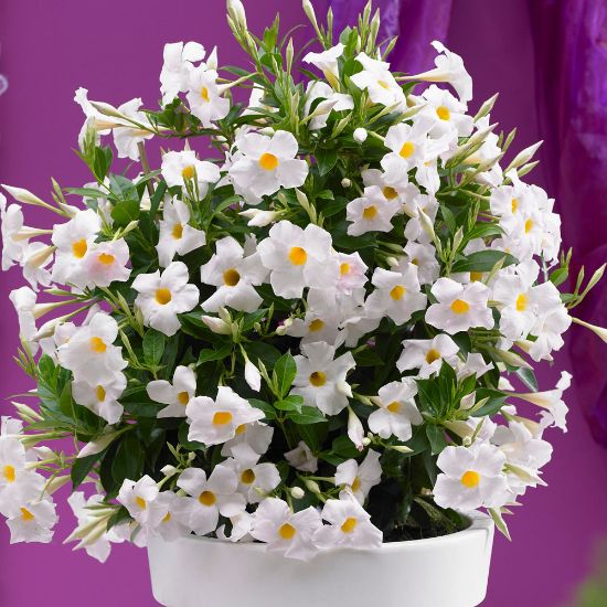 Picture of Sundenia® White Dipladenia Plant