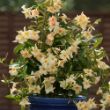 Picture of Sun Parasol® Apricot Mandevilla Plant