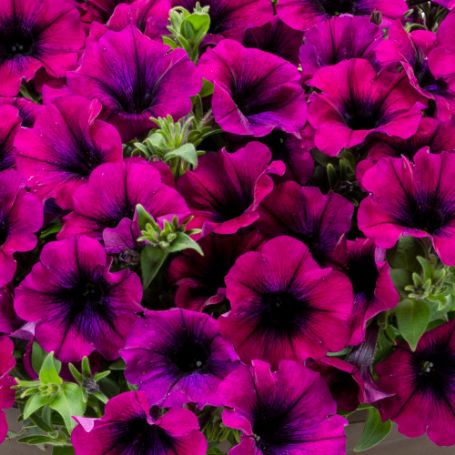 Picture of Surfinia® Heavenly Cabernet Petunia Plant