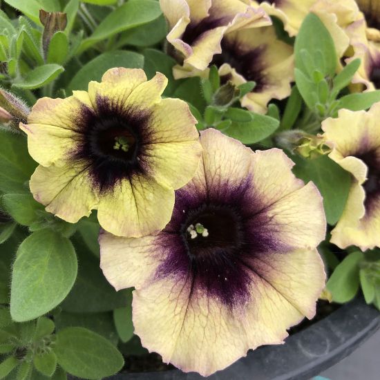 Picture of Surfinia® Heavenly Blackberries & Cream Petunia Plant