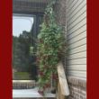 Picture of Lofos® Wine Red Lophospermum Plant