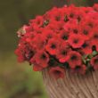 Surfinia Deep Red Petunia Plant