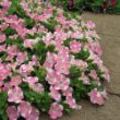 Picture of Surfinia® Heartbeat Improved Petunia Plant