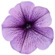 Picture of Surfinia® Trailing Blue Veined Petunia Plant