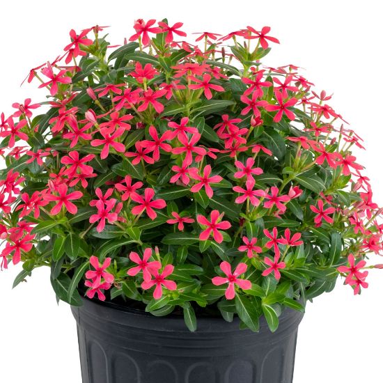 Picture of Soiree® Kawaii Red Shades Catharanthus Plant