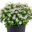 Picture of Soiree® Kawaii White Peppermint Catharanthus Plant