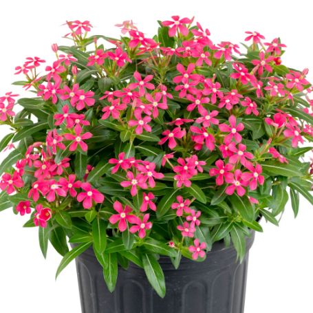 Picture of Soiree® Kawaii Coral Catharanthus Plant