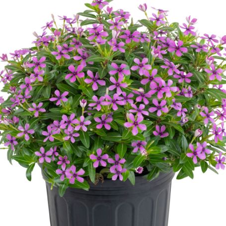 Picture of Soiree® Kawaii Blueberry Kiss Catharanthus Plant