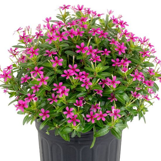 Picture of Soiree® Kawaii Lavender Catharanthus Plant 