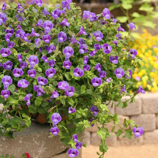 Picture of Summer Wave® Trailing Large Blue Torenia Plant