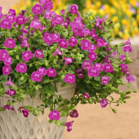 Picture of Summer Wave® Trailing Large Amethyst Torenia Plant