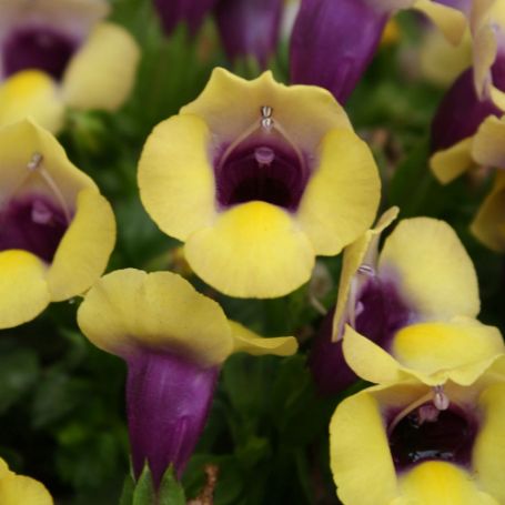 Picture of Summer Wave® Bouquet Gold Torenia Plant