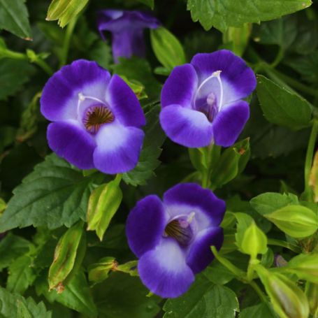 Picture of Summer Wave® Bouquet Deep Blue Torenia Plant