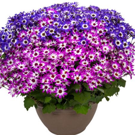 Picture for category Suntory Senetti®