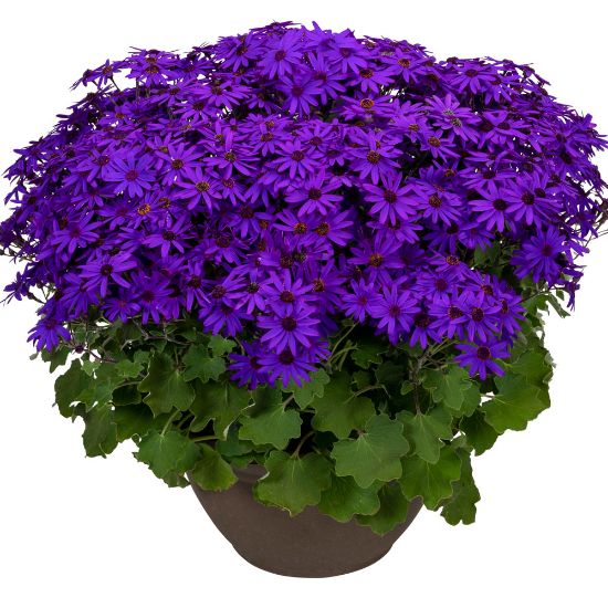 Picture of Senetti® Deep Blue Pericallis Plant