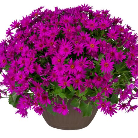 Picture of Senetti® Magenta Pericallis Plant