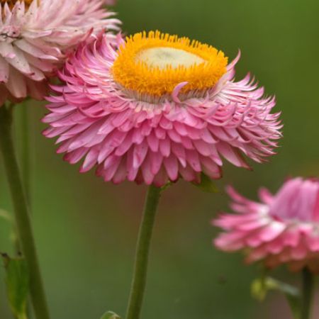 Picture for category Bracteantha (Strawflower)