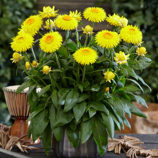 Picture of Granvia® Gold Bracteantha Plant