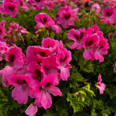 Picture of Aristo® Pink Geranium Plant