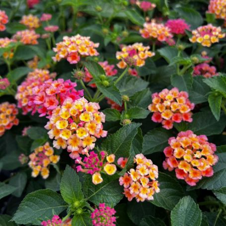 Picture of Peaches Lantana Plant