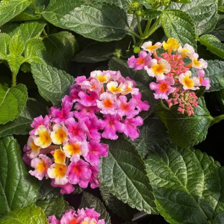 Picture of Bandana® Pink Lantana Plant