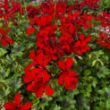 Picture of Cascade Dark Red Geranium Plant