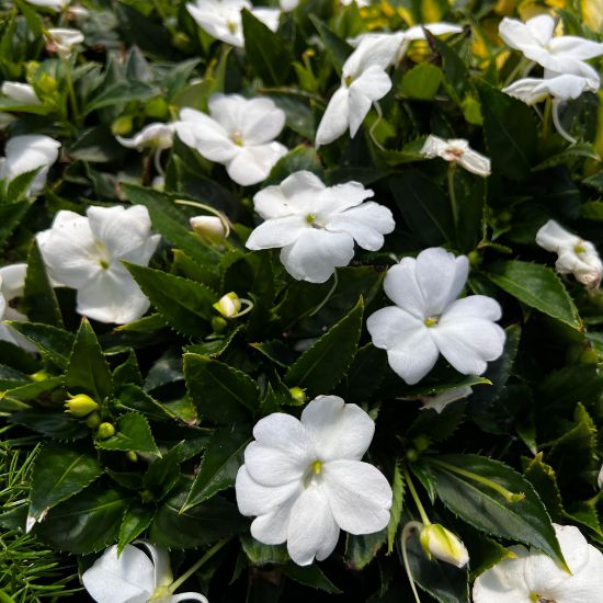 Picture of SunPatiens® Vigorous White Impatiens Plant