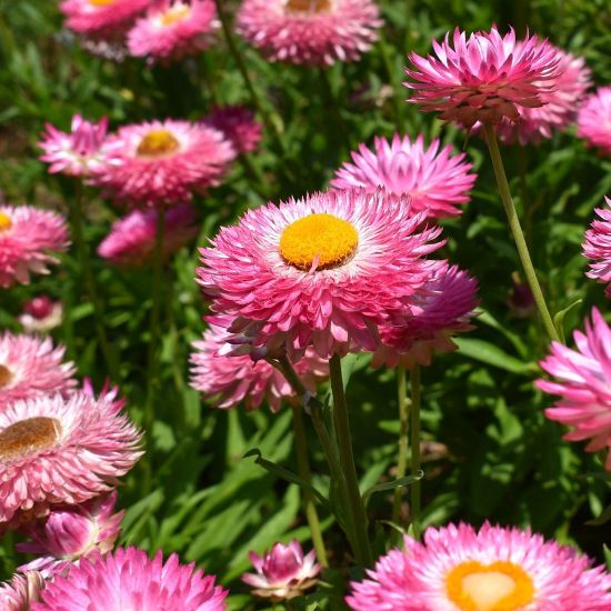 Picture of Granvia® Pink Bracteantha Plant