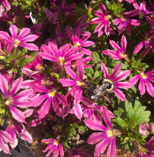 Picture of Surdiva® Fashion Pink Scaevola Plant