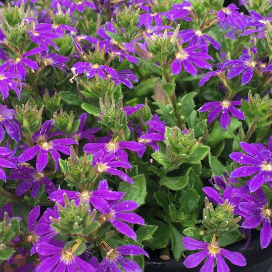 Picture of Surdiva® Blue Violet Improved Scaevola Plant