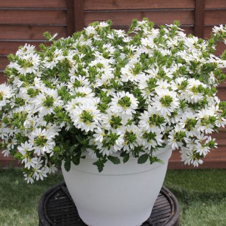 Picture of Surdiva® White Improved Scaevola Plant