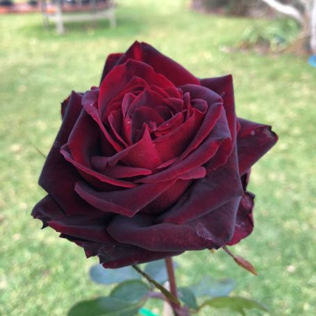 Picture of Brindabella Crimson Knight™ Rose Bush