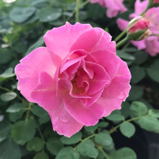 Picture of Brindabella First Lady™ Rose Bush