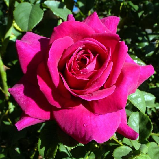 Picture of Brindabella Purple Prince™ Rose Bush