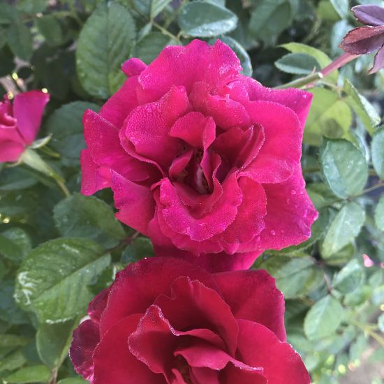 Picture of Brindabella Empress™ Rose Bush