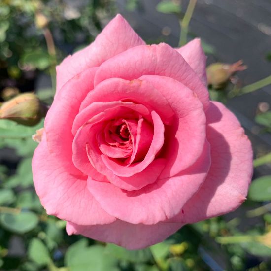 Picture of Brindabella Pink Princess™ Rose Bush