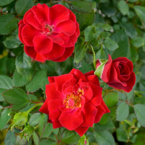 Picture of Sunrosa® Red Rose Bush