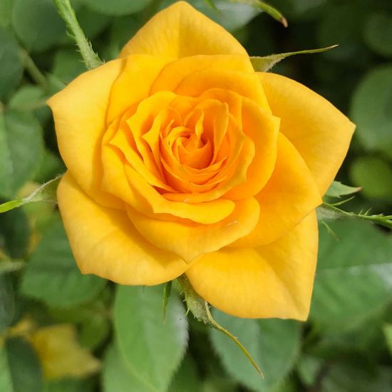 Picture of Sunrosa® Yellow Delight Rose Bush