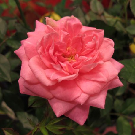 Picture of Sunrosa® Fragrant Pink Rose Bush