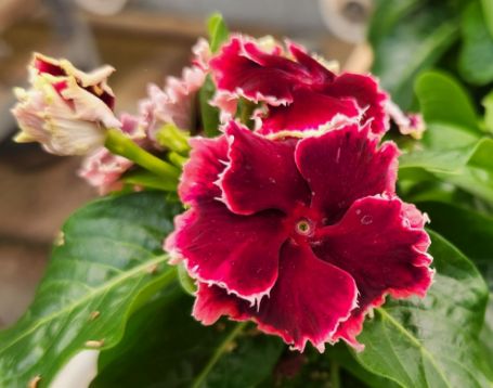 Picture of Soiree® Flamenco Salsa Red Catharanthus Plant