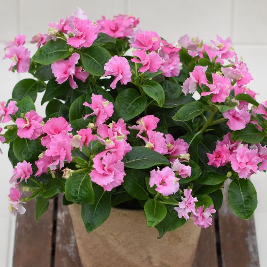 Picture of Soiree® Flamenco Pink Twist Catharanthus Plant