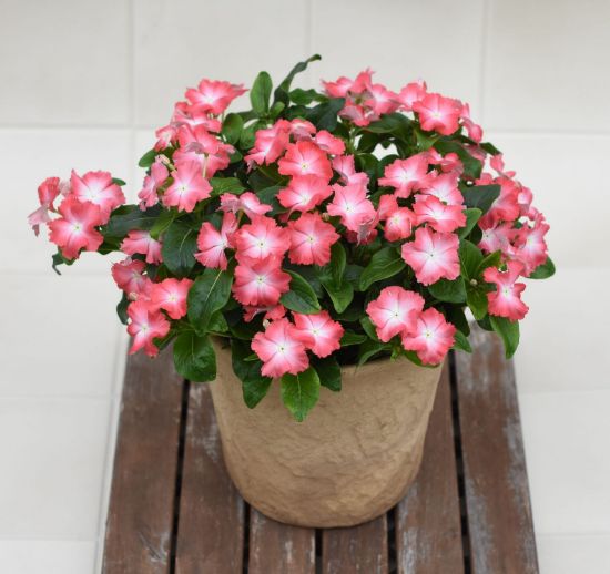 Picture of Soiree® Flamenco Salmon Glow Catharanthus Plant