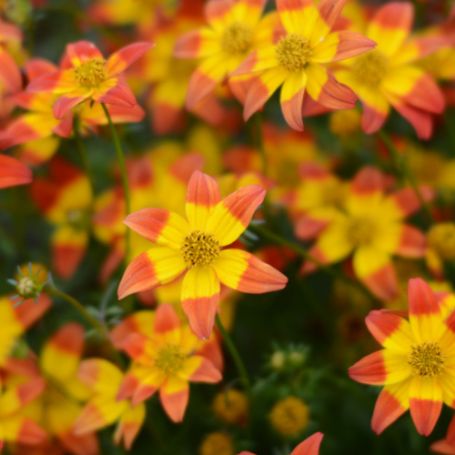 Picture of Beedance® Painted Red Bidens Plant