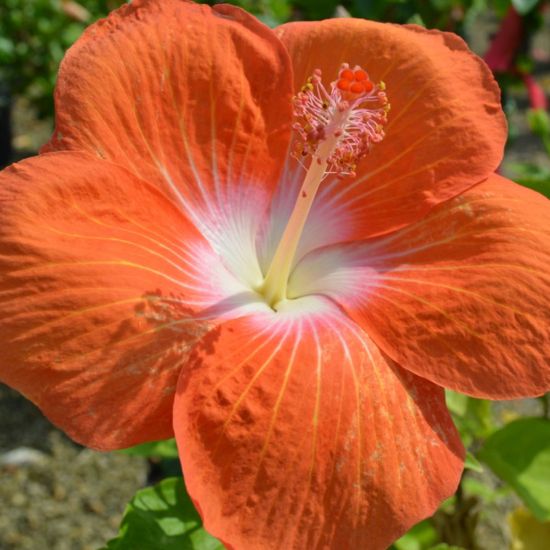 Picture of Hollywood Heartbreaker™ Cajun Hibiscus Plant